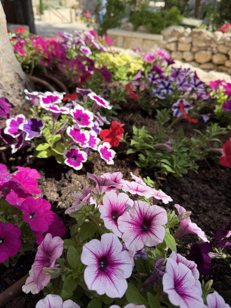 Petunia warna-warni di kaki pohon Garden Tomb.